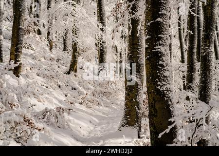 Alberi nella foresta invernale, un sentiero conduce attraverso i tronchi innevati dei faggi Foto Stock