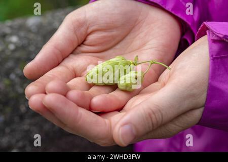 Un rametto di luppolo in mano. Il concetto luppolo raccolta, ingrediente per la produzione di birra.luppolo verde per birra. Donna che tiene luppolo coni Foto Stock