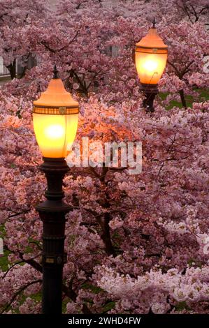 Fiore di Ciliegio con lampada, Tom McCall Waterfront Park, Portland, Oregon Foto Stock