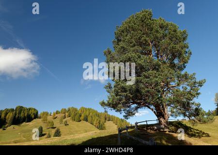 Vista dal sentiero circolare in direzione Saltria fino all'Alpe di Siusi in autunno, al Parco naturale Sciliar-Catinaccio, Val Gardena, Provincia di Bolzano, alto Adige, alto Adige, Alpi, Dolomiti, Trentino-alto Adige, Italia, Italia Foto Stock