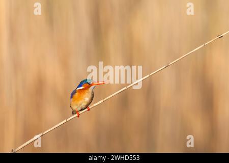 Africa, Bird, provincia di Gauteng, Kingfisher malachite (Alcedo cristata), Sudafrica, giorno, senza persone, all'aperto, turismo, fauna selvatica, safari, riserva naturale, sfondo arancione, spazio di copia, uccelli selvatici, bellezza in natura, Foto Stock