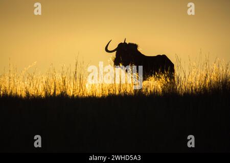 Africa, GNU Nera (Connochaetus gnou), provincia di Gauteng, riserva naturale di Rietvlei, Sudafrica, Bush, giorno, riserva naturale, non sono ammessi persone, all'aperto, safari, turismo, fauna selvatica, animali selvatici, bellezza nella natura, Bushveld, silhouette, alba Foto Stock