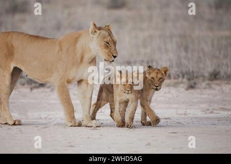 Africa, giovane animale, Leone (Panthera leo), Provincia del Capo settentrionale, Sudafrica, specie vulnerabili, IUCN Redlist, Bush, giorno, fauna selvatica, turismo, natura, nessuna gente, all'aperto, safari, animali giovani, carino, madre e giovane animale, animali selvatici, Big 5 Animal, madre Animal, Kgalagadi Transborder Park, Cub, Cat Foto Stock