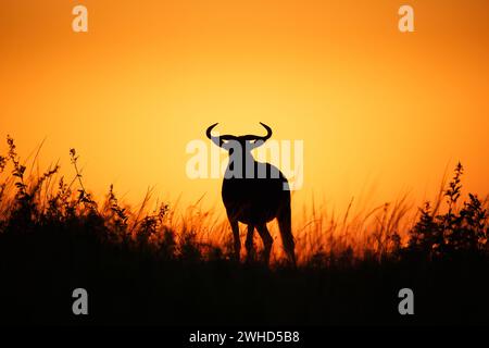 Africa, GNU azzurro (Connochaetes taurinus), alba, Sud Africa, Bush, copia spazio, giorno, natura, riserva naturale, non vi sono persone, all'aperto, safari, turismo, fauna selvatica, astratto, sfondo arancione, animali selvatici, provincia di Gauteng, silhouette Foto Stock