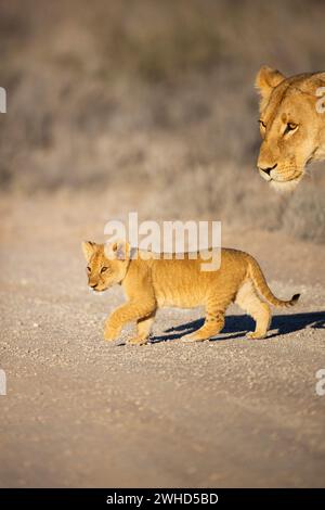 Africa, giovane animale, Leone (Panthera leo), Provincia del Capo settentrionale, Sudafrica, specie vulnerabili, IUCN Redlist, fauna selvatica, turismo, natura, bush, giorno, nessuna gente, all'aperto, safari, animali giovani, carini, animali selvatici, Kgalagadi Transborder Park Foto Stock