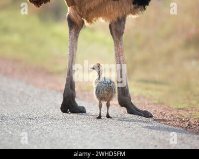 Africa, giovani animali, provincia di Gauteng, struzzo (Struthio camelus), riserva naturale di Rietvlei, Sudafrica, safari, all'aperto, nessuna gente, di giorno, bush, natura, turismo, fauna selvatica, giovani animali, carino, animali selvatici, Big 5 Animal, riserva naturale Foto Stock