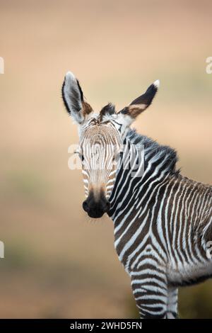 Africa, giovani animali, giorno, Parco Nazionale del Karoo, Zebra di montagna (Equus zebra), nessun popolo, all'aperto, Sud Africa, specie vulnerabili, IUCN Redlist, Provincia del Capo occidentale, safari, Bush, natura, turismo, fauna selvatica, animali giovani, carini, animali selvatici, Parco Nazionale Foto Stock