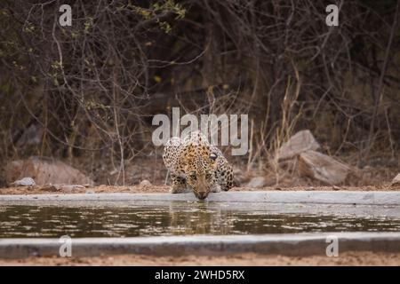 Leopardo indiano, uomo, ritratto, Panthera pardus fusca, Jhalana, Rajasthan, India Foto Stock