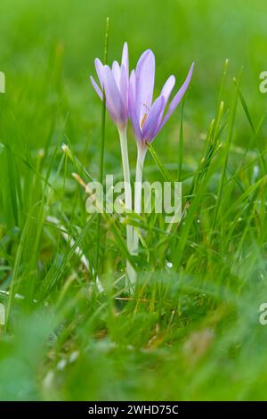 Il croco d'autunno, Colchicum autumnale Foto Stock