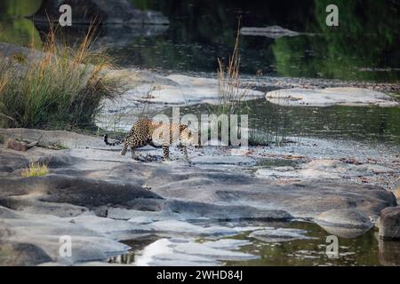 Leopardo indiano, Panthera pardus fusca, femmina, panna Tiger Reserve, Madhya Pradesh, India Foto Stock