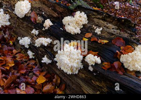 Fungo dei denti coralli, Hericium coralloides Foto Stock