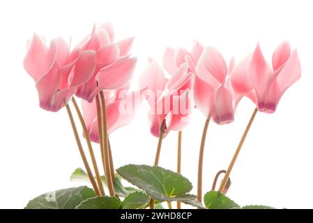 Bellissimo fiore rosa di ciclamini Foto Stock