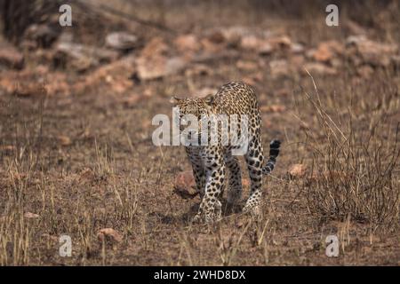Leopardo indiano, Panthera pardus fusca, femmina, panna Tiger Reserve, Madhya Pradesh, India Foto Stock
