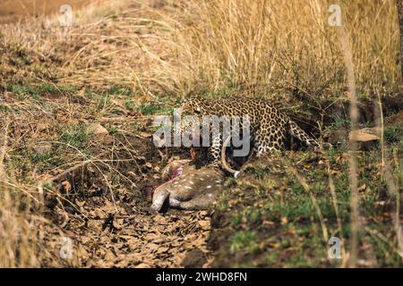 Leopardo indiano, Panthera pardus fusca, femmina, panna Tiger Reserve, Madhya Pradesh, India Foto Stock