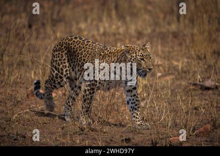 Leopardo indiano, Panthera pardus fusca, femmina, panna Tiger Reserve, Madhya Pradesh, India Foto Stock