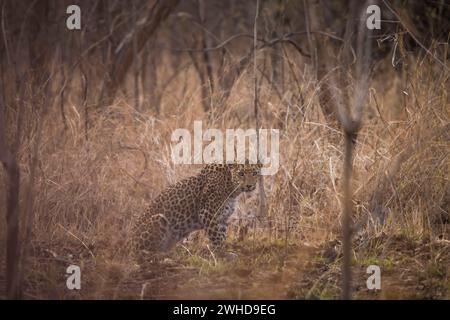 Leopardo indiano, Panthera pardus fusca, femmina, panna Tiger Reserve, Madhya Pradesh, India Foto Stock