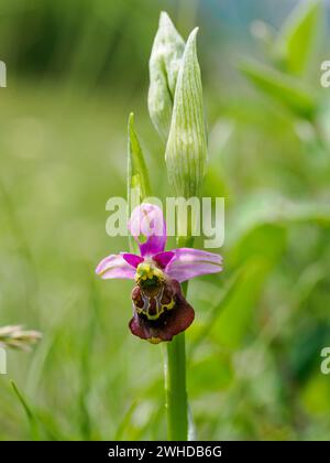 Orchidea delle api, Ophrys apifera, orchidea delle api Foto Stock