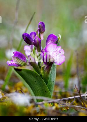 Orchidea a venina verde, Anacamptis morio, Orchis morio Foto Stock