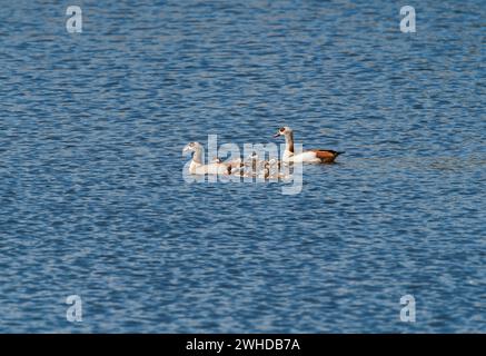Oca egiziana, Alopochen aegyptiaca, con pulcini Foto Stock