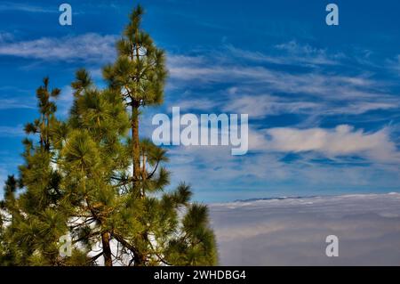 Pinus canariensis (Pinus canariensis) in cima al mare di nuvole viste da un mirador segreto nel Parque Nacional del Teide Foto Stock