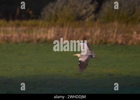 Heron, Grey Heron, Ardea cinerea Foto Stock