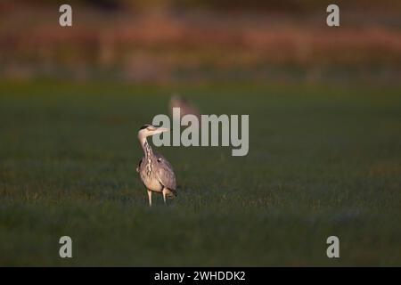 Heron, Grey Heron, Ardea cinerea Foto Stock