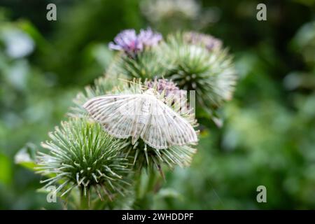 Farfalla madre di falena perlata su una pianta di cardo viola con sfondo sfocato Foto Stock