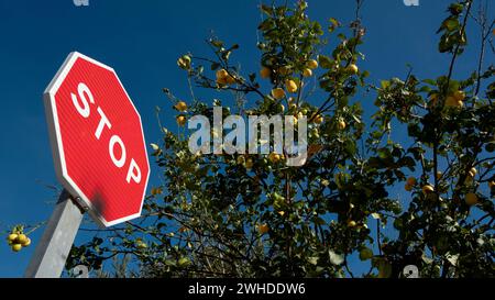 Spagna, Andalusia, Cala de Mijas, Malaga, limoni, segnale di stop Foto Stock