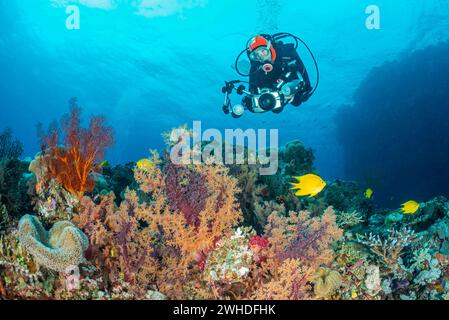 Subacquei che fotografano coralli teneri nelle Figi, Melanesia, Oceano Pacifico Foto Stock