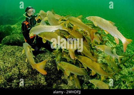 Subacqueo che gioca con una scuola di barbel a Traun, in Austria Foto Stock