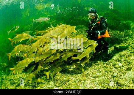 Subacqueo che gioca con una scuola di barbels a Traun, in Austria Foto Stock