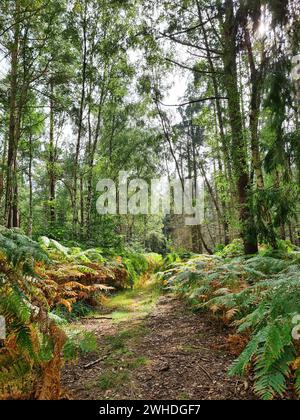 Felci e alberi verdi naturali nella foresta vicino a Markgrafenheide sulla costa del Mar Baltico, Meclemburgo-Vorpommern, Germania, Europa Foto Stock