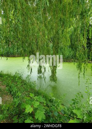 Salice piangente nel biotopo con lago, conservazione della natura, area forestale, Berlino, Germania Foto Stock