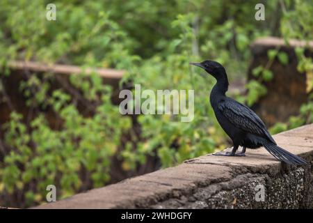 Little Cormorant, Microcarbo Niger, Karnataka, India Foto Stock