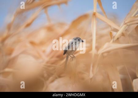 Shrike, Lanius schach, Koppal, Karnataka, India Foto Stock