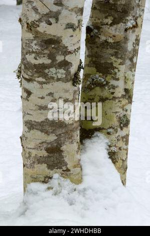 Tronco di ontano rosso in inverno, Opal Creek Scenic Recreation area, Willamette National Forest, Oregon Foto Stock