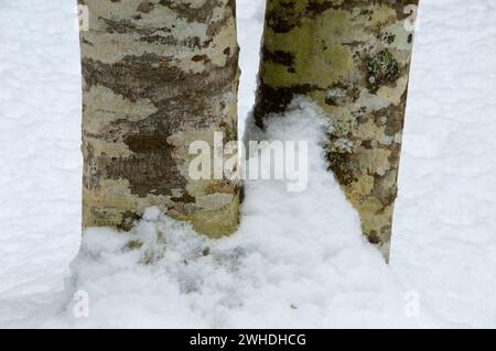 Tronco di ontano rosso in inverno, Opal Creek Scenic Recreation area, Willamette National Forest, Oregon Foto Stock