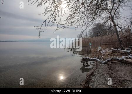 Lago di Costanza, inverno, Reeds Foto Stock