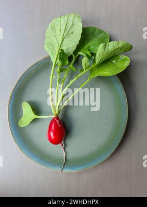 Un ravanello rosso con verdure e foglie appena raccolte sul piatto Foto Stock