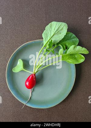 Un ravanello rosso con verdure e foglie appena raccolte sul piatto Foto Stock