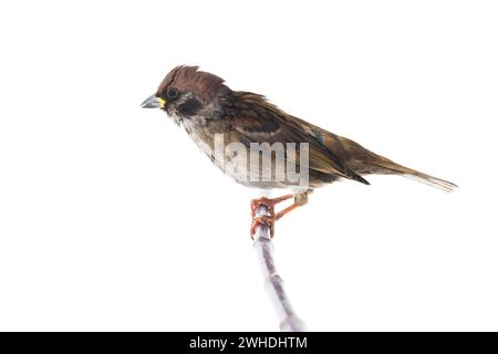 Sparrow isolati su sfondo bianco Foto Stock