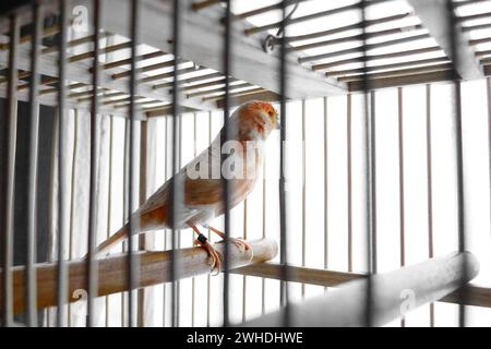 canarino in una gabbia isolata su sfondo bianco Foto Stock