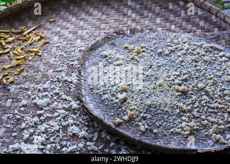 Germogli di bambù secchi e tagliati isolati su fondo marrone. Foto Stock