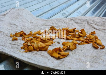 Germogli di bambù secchi e tagliati isolati su fondo marrone. Foto Stock