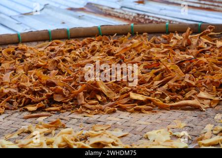 Germogli di bambù secchi e tagliati isolati su fondo marrone. Foto Stock