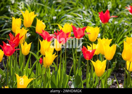 Tulipani gialli e rossi scanalati (tulipa) in un'aiuola da giardino all'inglese. York, Regno Unito Foto Stock