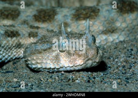 Vipera di sabbia con corna, Cerastes Cerastes, deserto del Sahara. Foto Stock