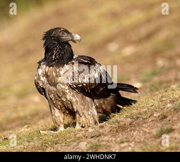 Giovane avvoltoio barbuto (Gypaetus barbatus), ritratto, Catalogna, Pirenei, Spagna Foto Stock
