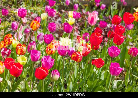 Fiori di tulipani multicolori, piante che crescono in un'aiuola in un giardino inglese, Regno Unito Foto Stock