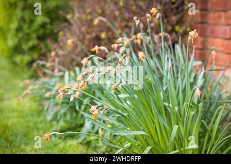 Teste morte Daffodil in un'aiuola inglese in primavera, Regno Unito. Giardino all'inglese Foto Stock